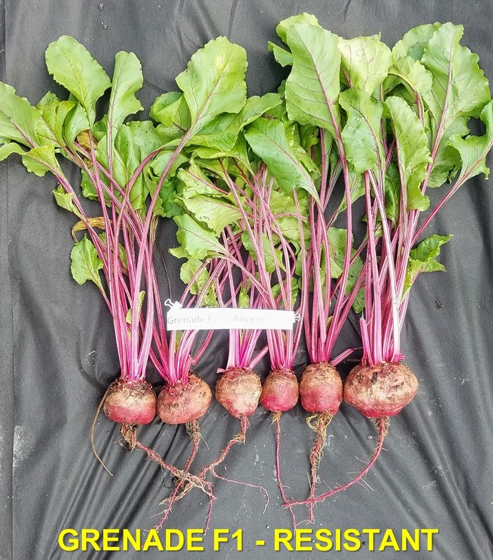 Figure 3. Beets of the Rhizomania resistant variety Grenade F1. Photo by Ben Werling, MSU Extension.